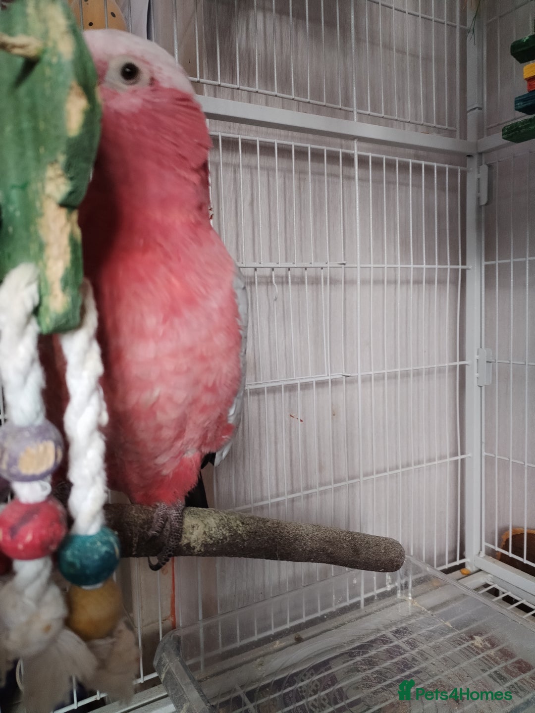 Cockatoo birds for sale: Galah cockatoo  - Image 2