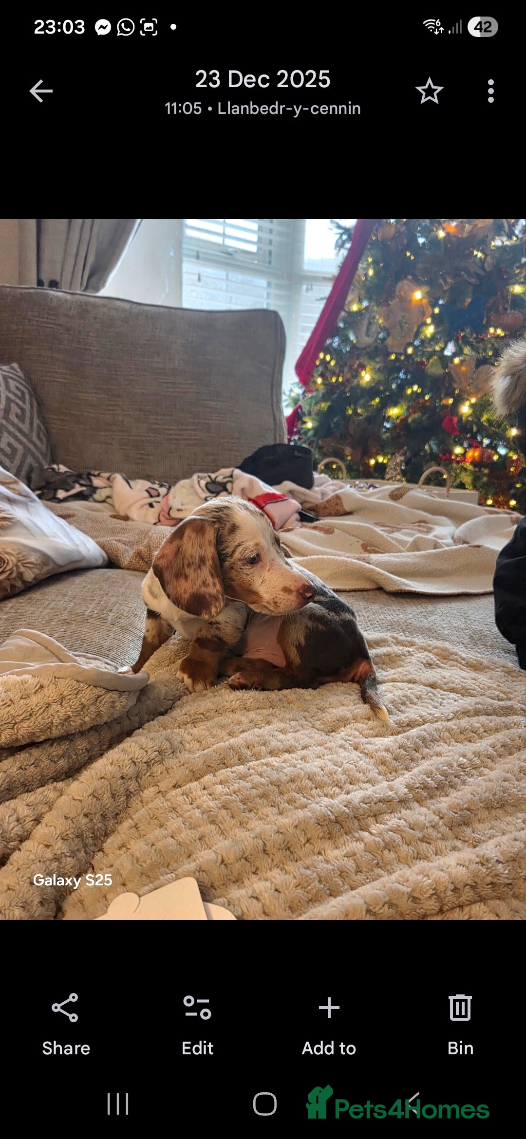 Dachshund dogs for sale: 17 week old little male dachshund  - Advert 2