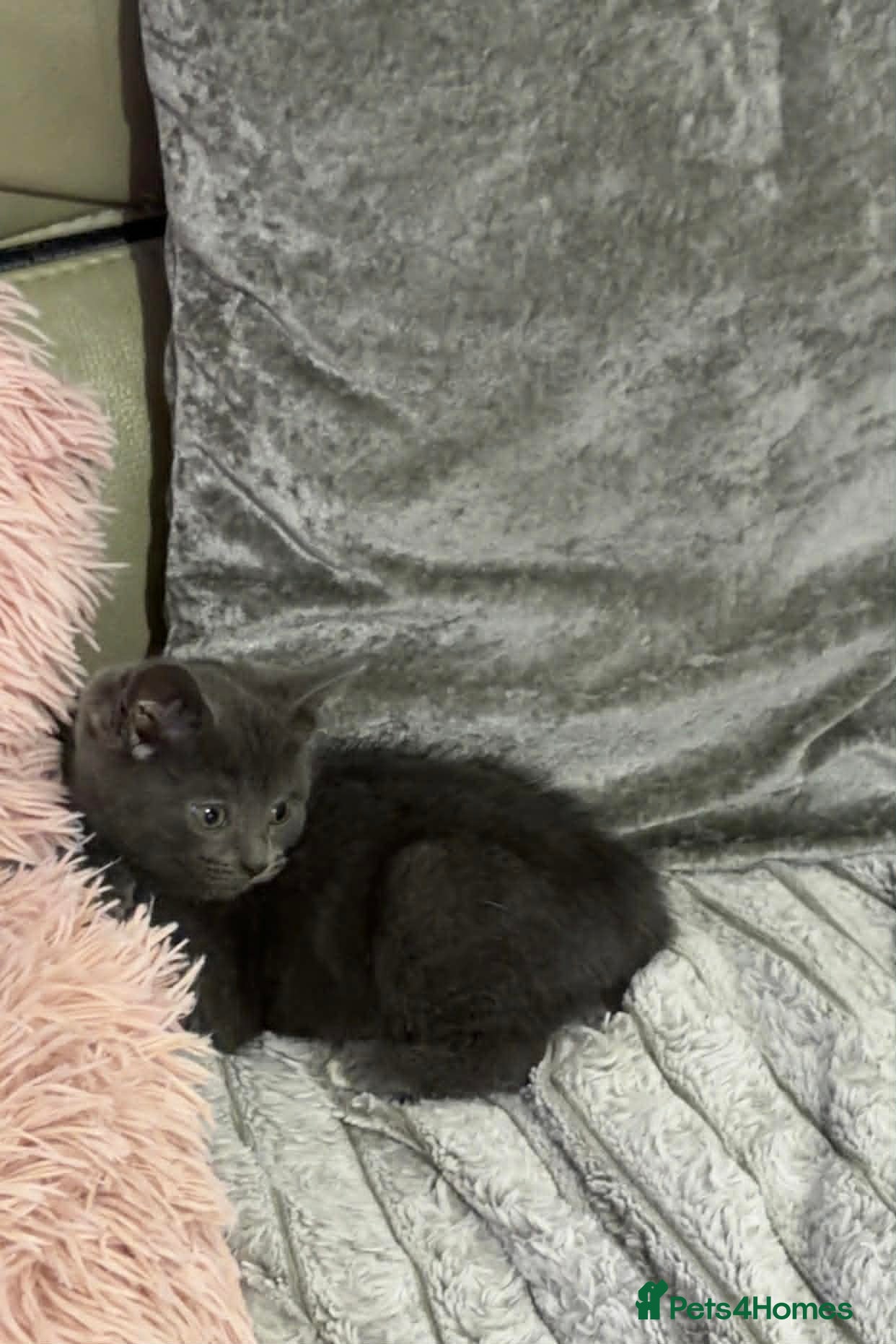 British Shorthair cats 1 beautiful grey British shorthair kitten left  - Advert 18