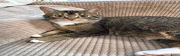 Mixed Breed cats for sale: Beautiful kittens looking for their forever homes  - Advert 4