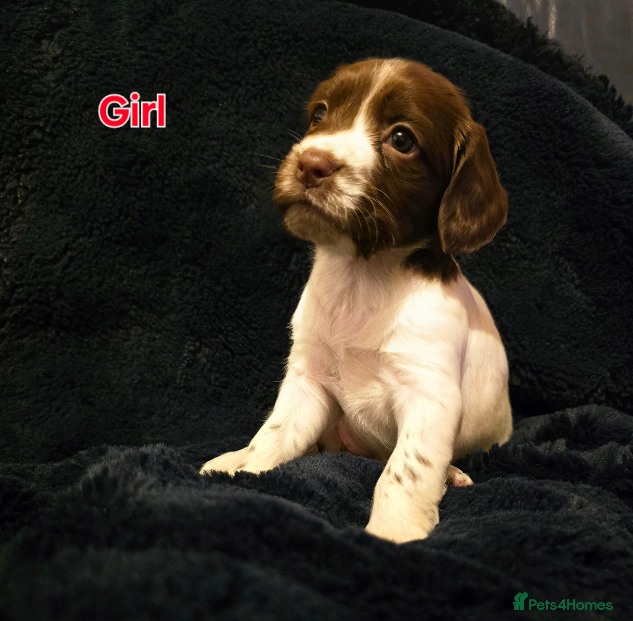 Sprocker dogs Beautiful sprocker puppies  - Advert 2