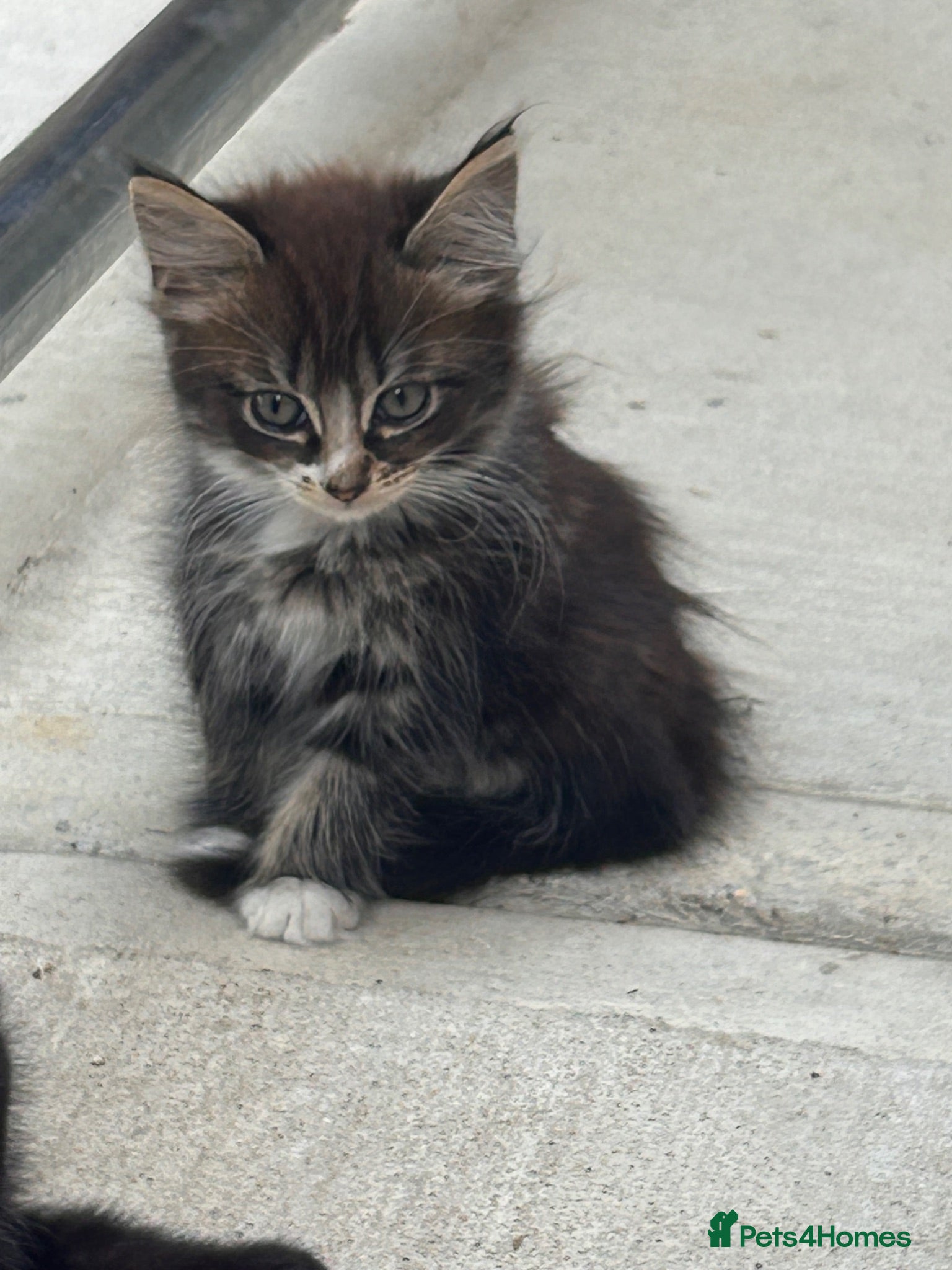 Ragdoll cats Ragdoll  cross kitten (all available)😻 - Advert 9