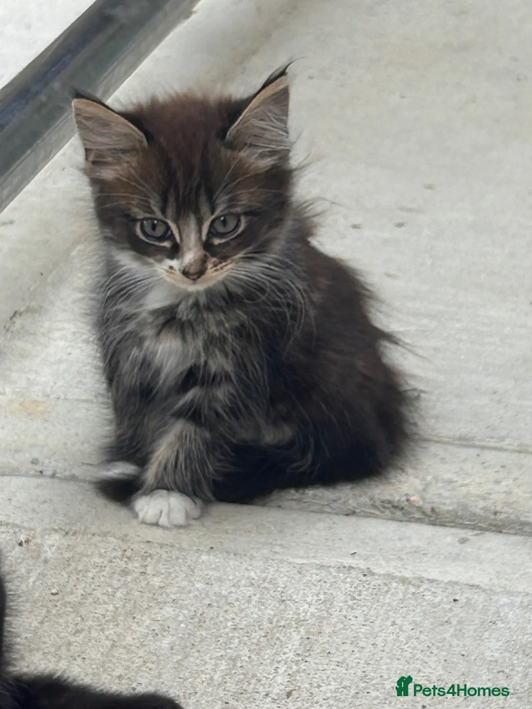 Ragdoll cats for sale: Ragdoll  cross kitten (all available)😻 - Advert 1