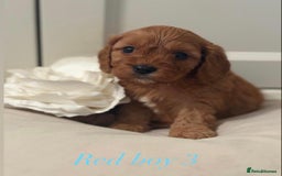 Cavapoo dogs for sale: 8 F1 dna health tested Cavapoos  - Image 15