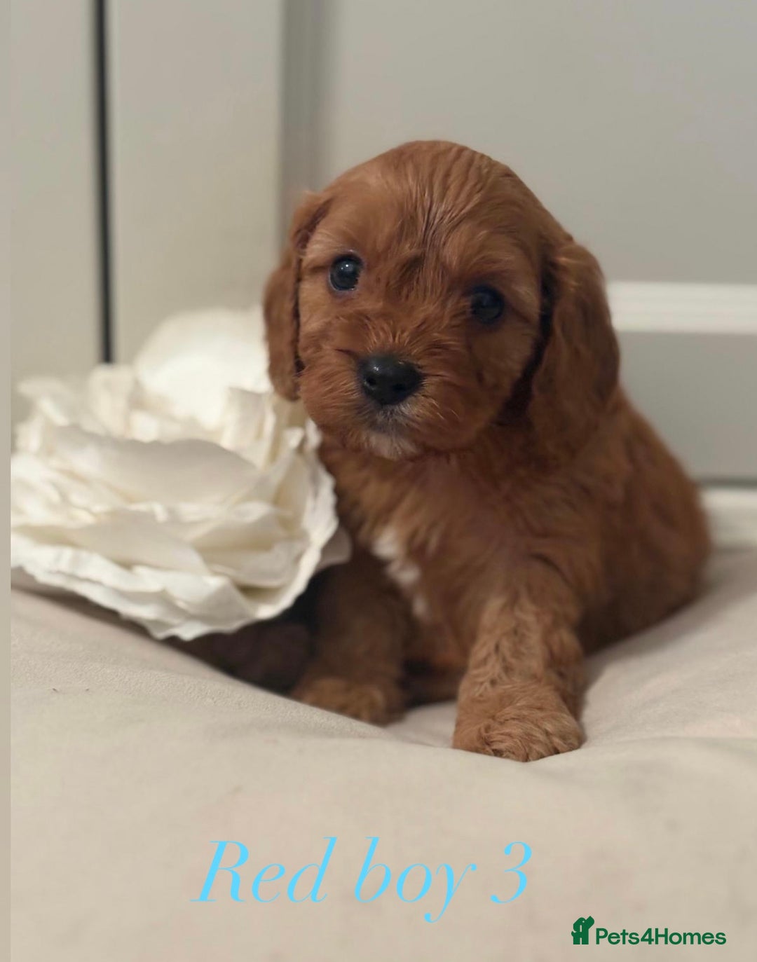 Cavapoo dogs for sale: 8 F1 dna health tested Cavapoos  - Image 15