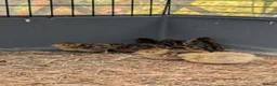 Quail poultry for sale: Quail chicks  - Advert 4