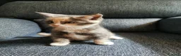 Mixed Breed cats for sale: Beautiful Kittens  - Advert 6