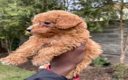 Miniature Poodle dogs for sale: 💌 To Loving Homes Only: - Image 9