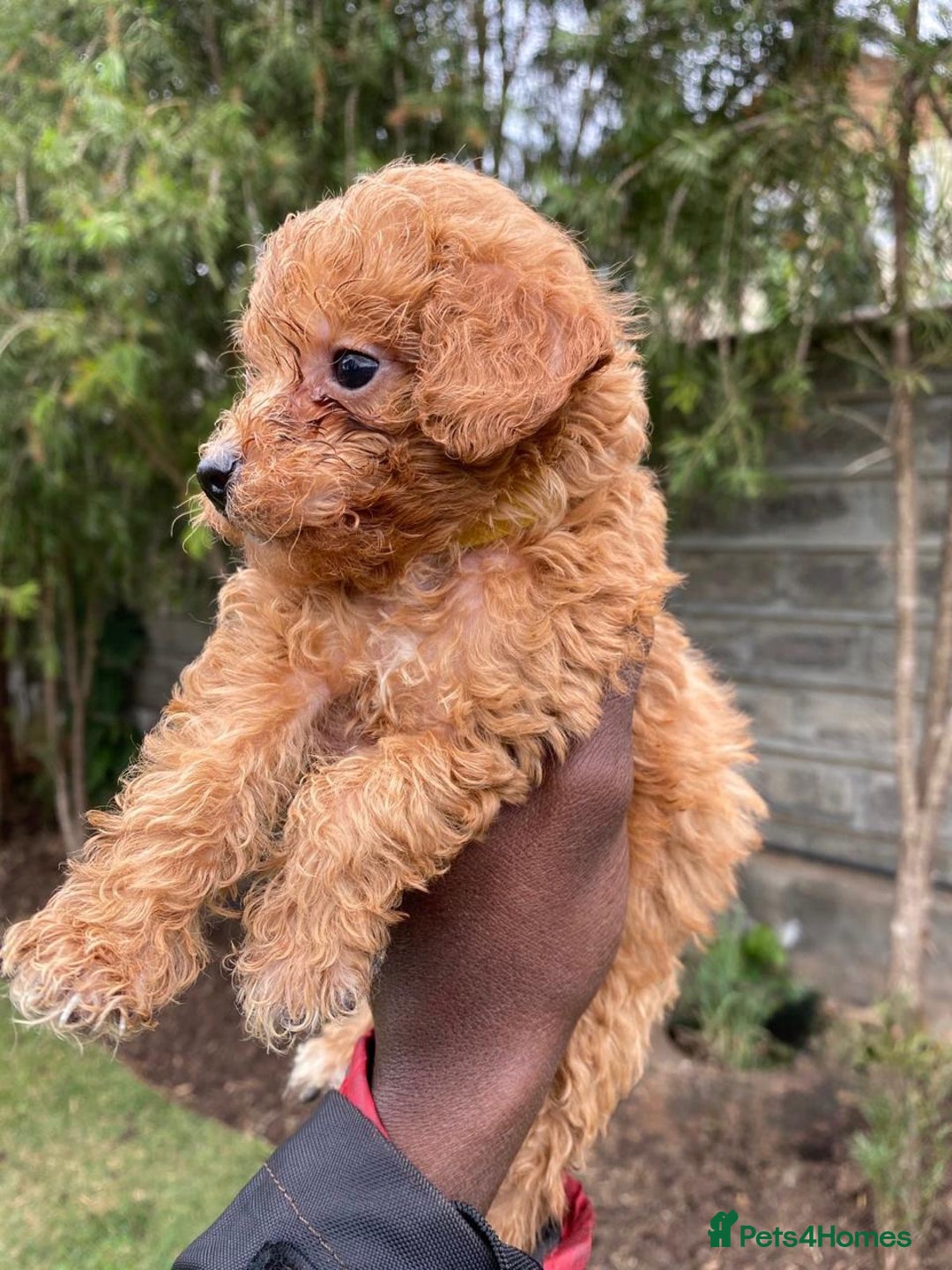 Miniature Poodle dogs for sale: 💌 To Loving Homes Only: - Image 9