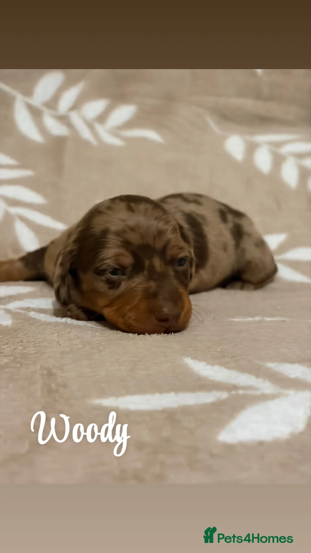 Miniature Dachshund dogs for sale: Miniature Dachshund KC REG PRA Clear   - Advert 5