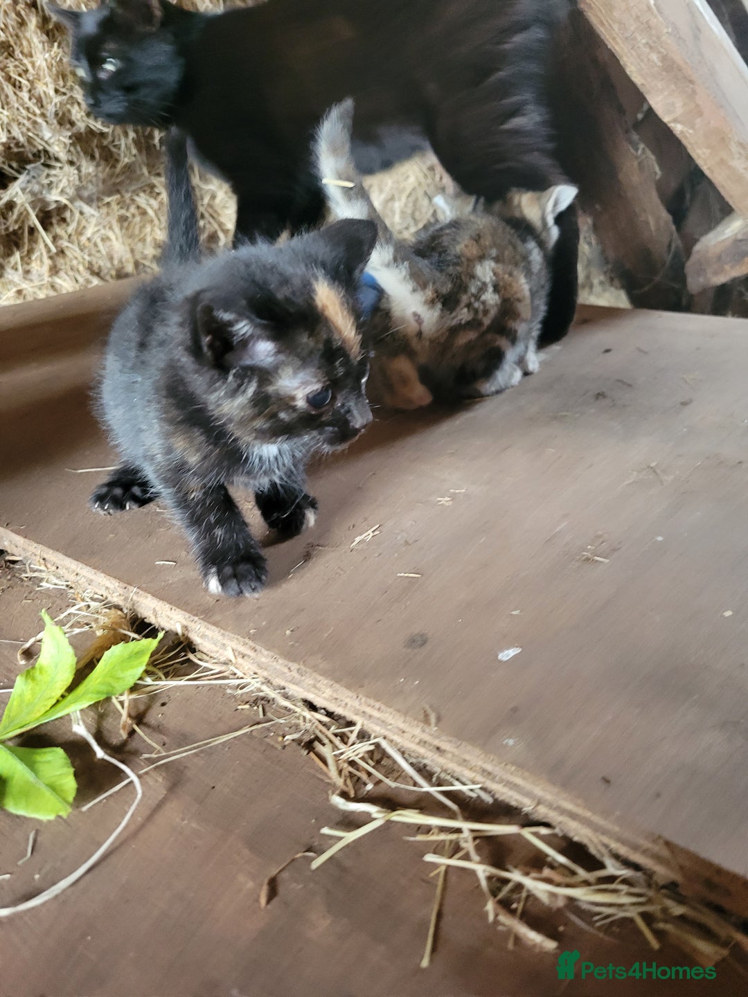 Mixed Breed cats for sale: Beautiful kittens for sale  - Image 4