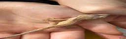 Gecko reptiles for sale: Various Crested Gecko Babies - Advert 4