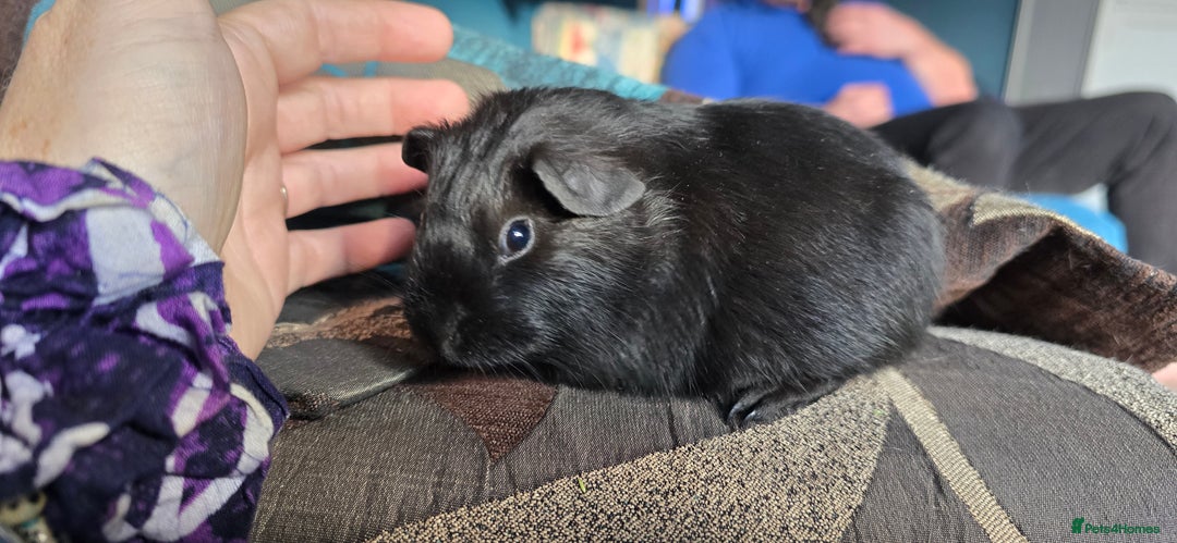 Guinea Pig rodents for sale: Adorable baby sow - Image 2