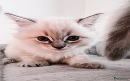 Ragdoll cats for sale: Gorgeous Ragdoll Lynx Girls!  - Image 11
