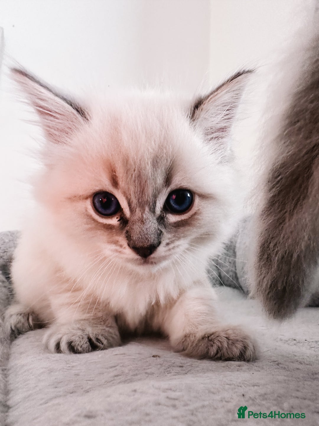 Ragdoll cats for sale: Gorgeous Ragdoll Lynx Girls!  - Image 11
