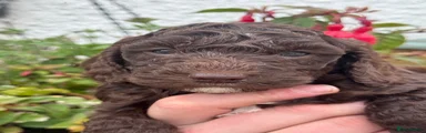 Cockapoo 1