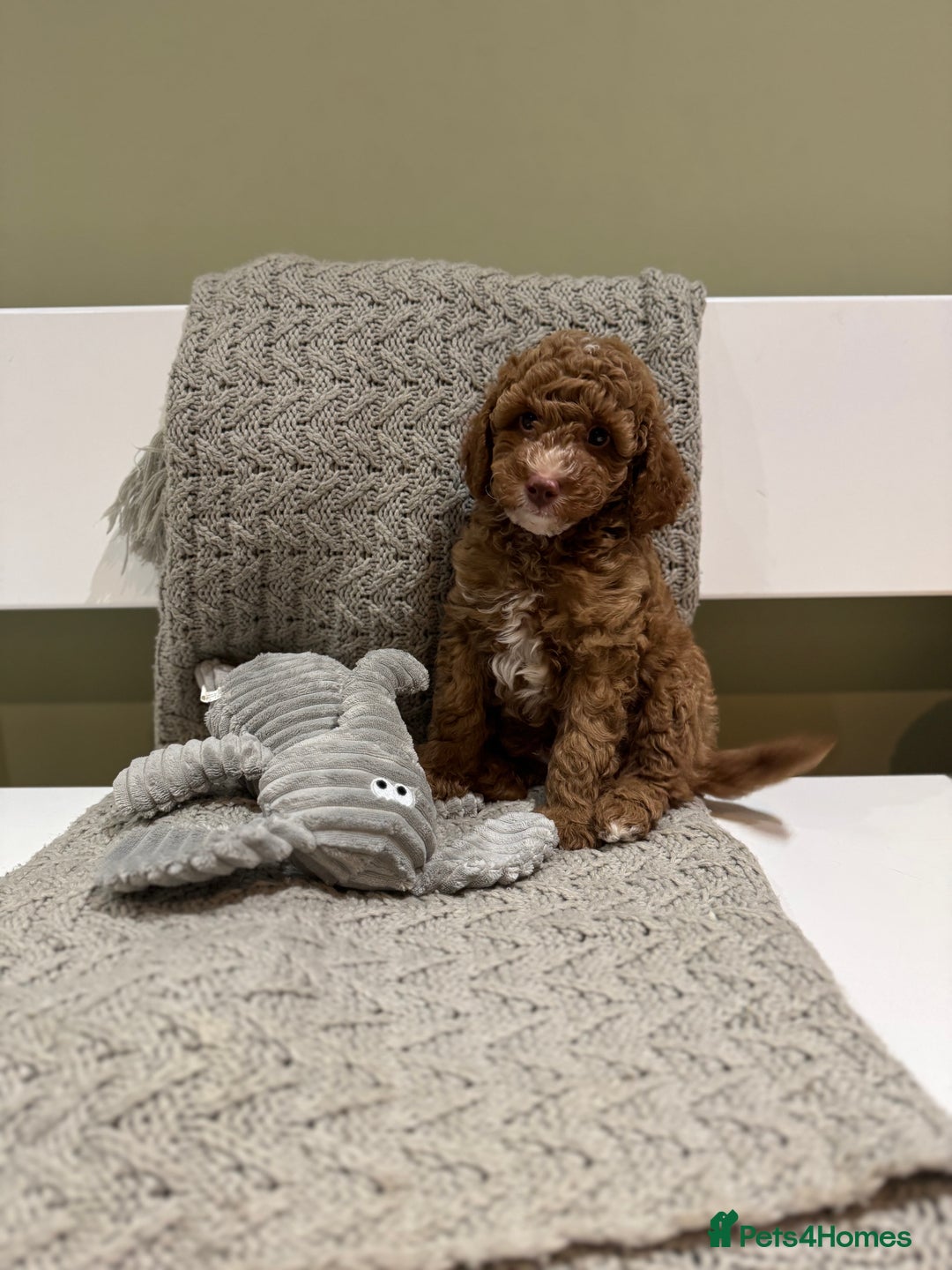 Cavapoochon dogs for sale: Stunning red boy  - Advert 6