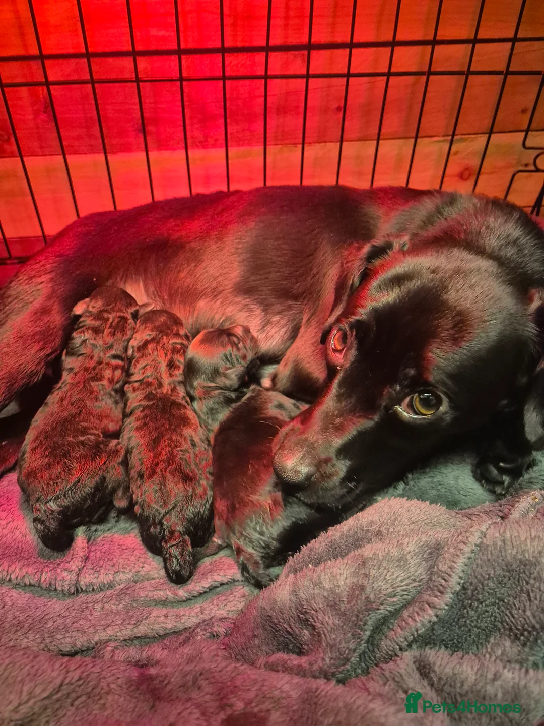 Jackapoo dogs for sale: Jackapoo boys  - Advert 1