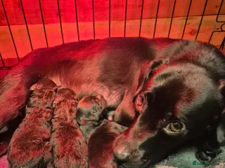 Jackapoo dogs Jackapoo boys - Advert 3