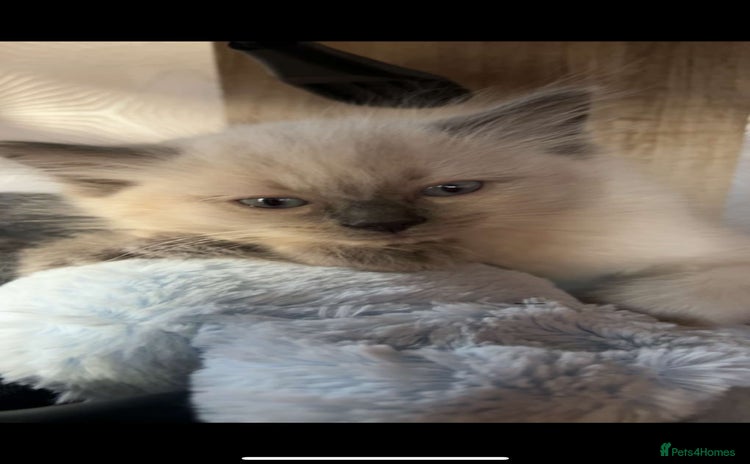 Ragdoll cats - Advert 16
