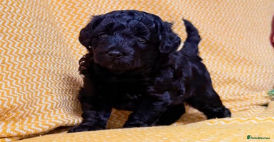 Schnoodle dogs - Advert 5