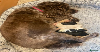 Cockapoo dogs - Advert 11