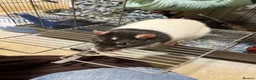 Rat rodents for sale: Male fancy rat (adult) - free to good home - Advert 1