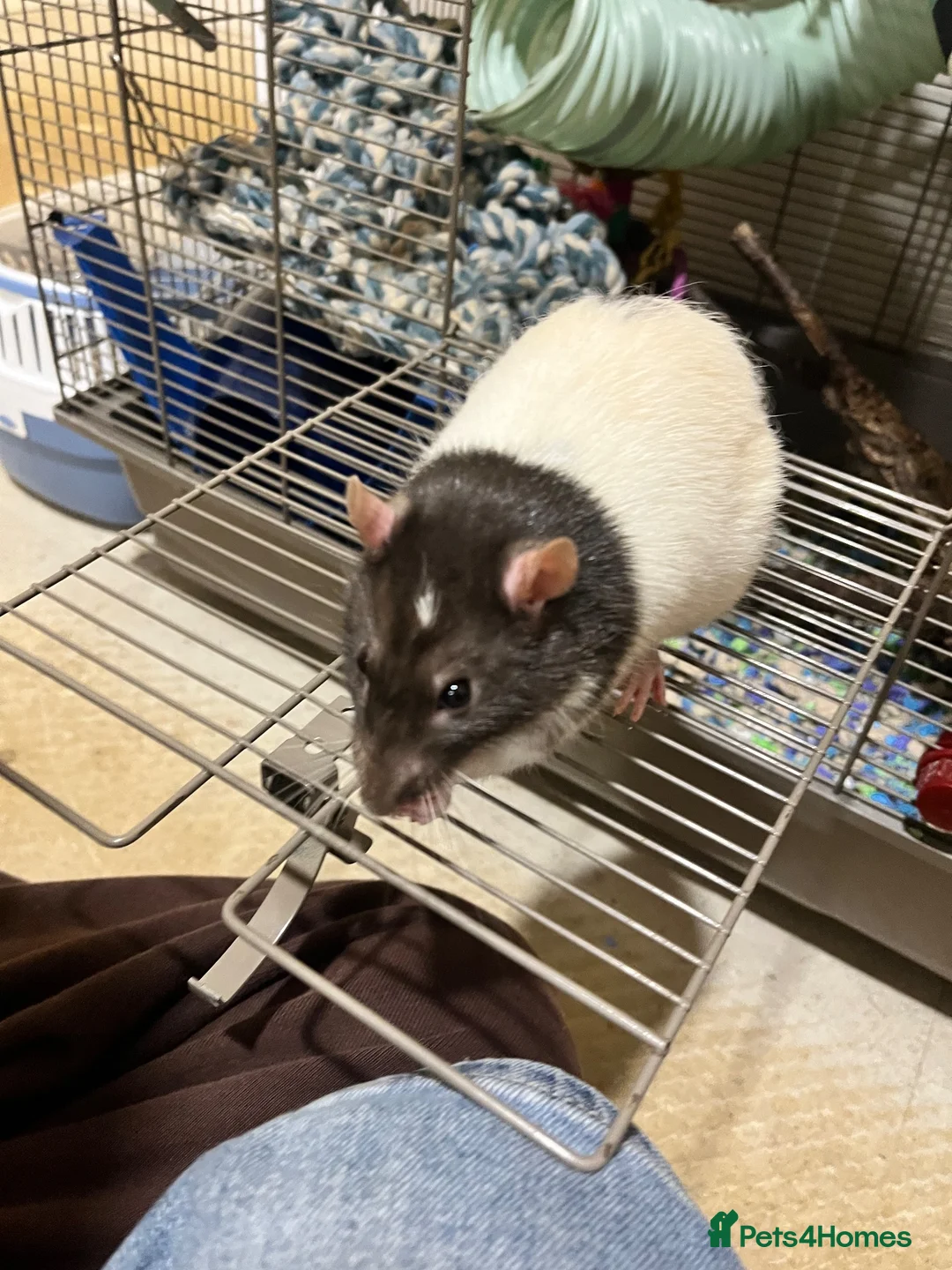 Rat rodents for sale: Male fancy rat (adult) - free to good home - Advert 1