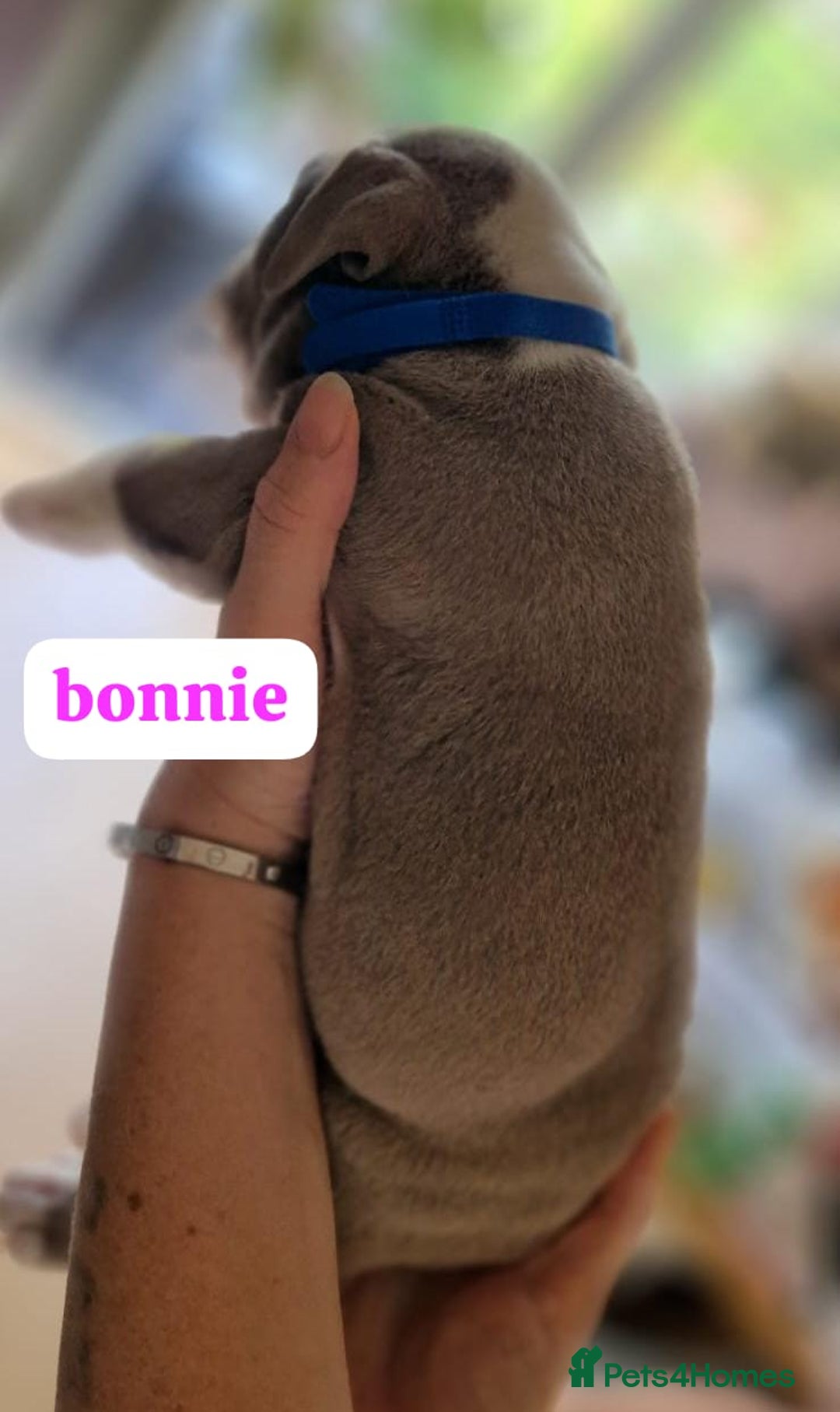 English Bulldog dogs for sale: Olde English bulldog puppies  - Image 21