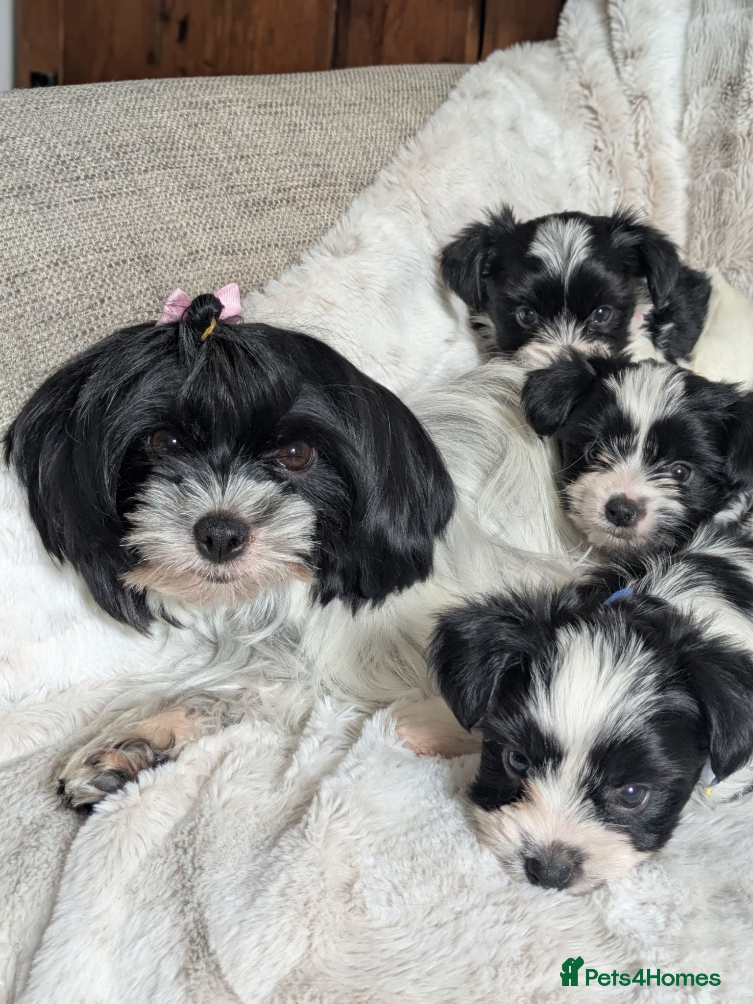 Biewer Terrier dogs Pure Biewer pups  - Advert 14