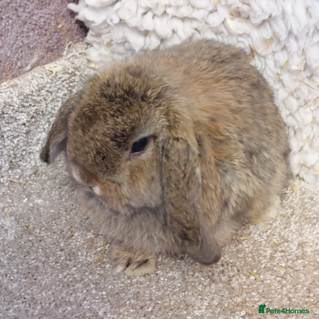 Mini Lop rabbits for sale: Last  minilop baby boy ready to reserve  - Advert 2
