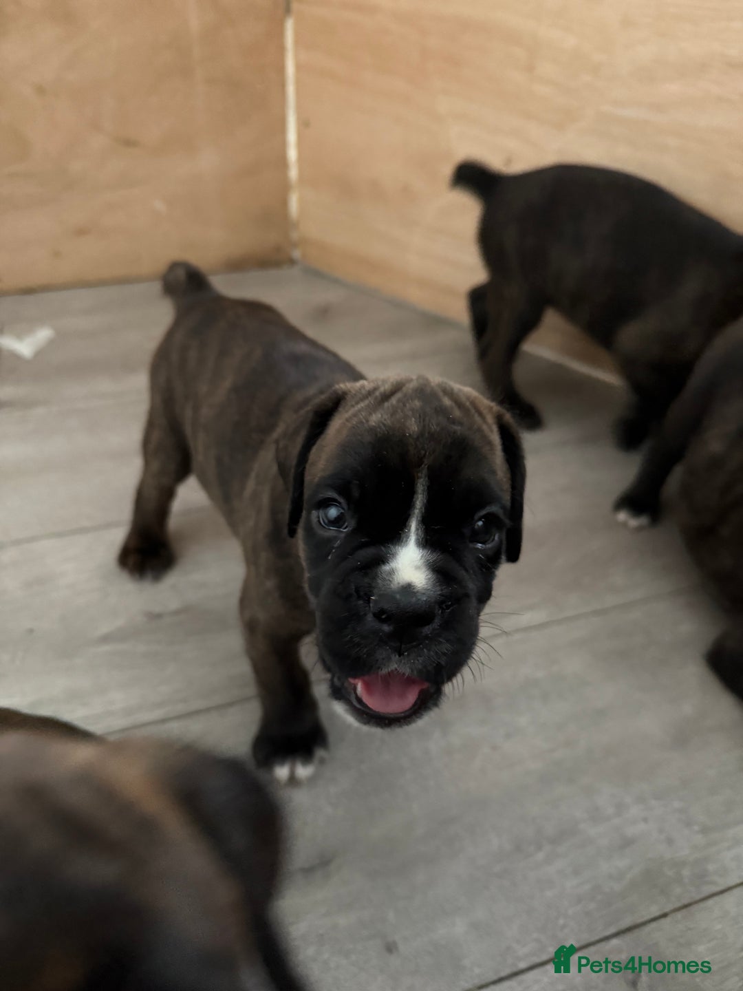 Boxer dogs for sale: Boxer pups looking for forever homes 🐶❤️ - Image 12