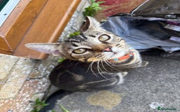 Domestic Shorthair cats for sale: Teddy the cat.  - Image 6
