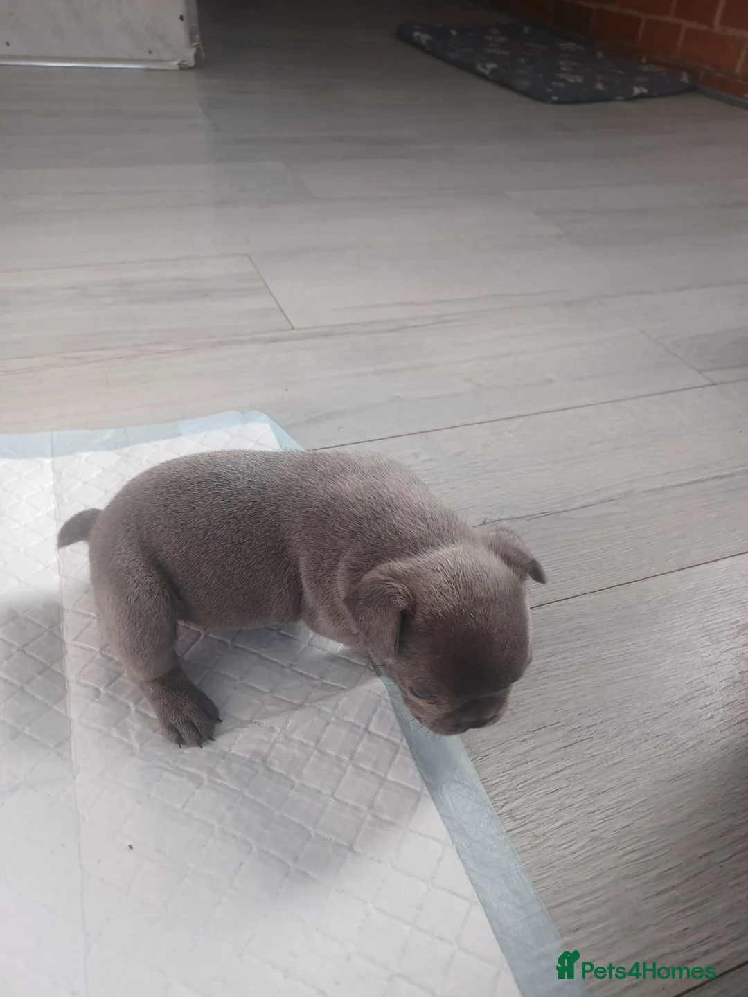 French Bulldog dogs for sale: Frenchis  - Advert 11