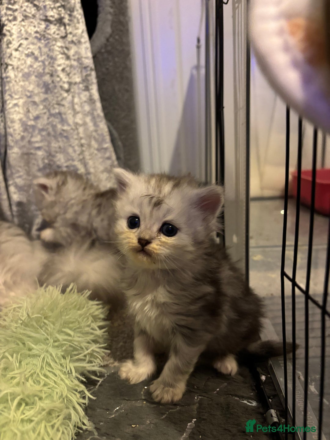 Maine Coon cats for sale: Maincoon / Persian babies looking for laps  - Advert 8