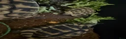 Tortoise reptiles for sale: Hermann tortoises  - Advert 4