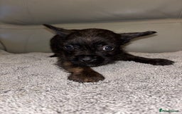 Mixed Breed dogs for sale: Rare Frenchie and Yorkie Mix litter - Image 19