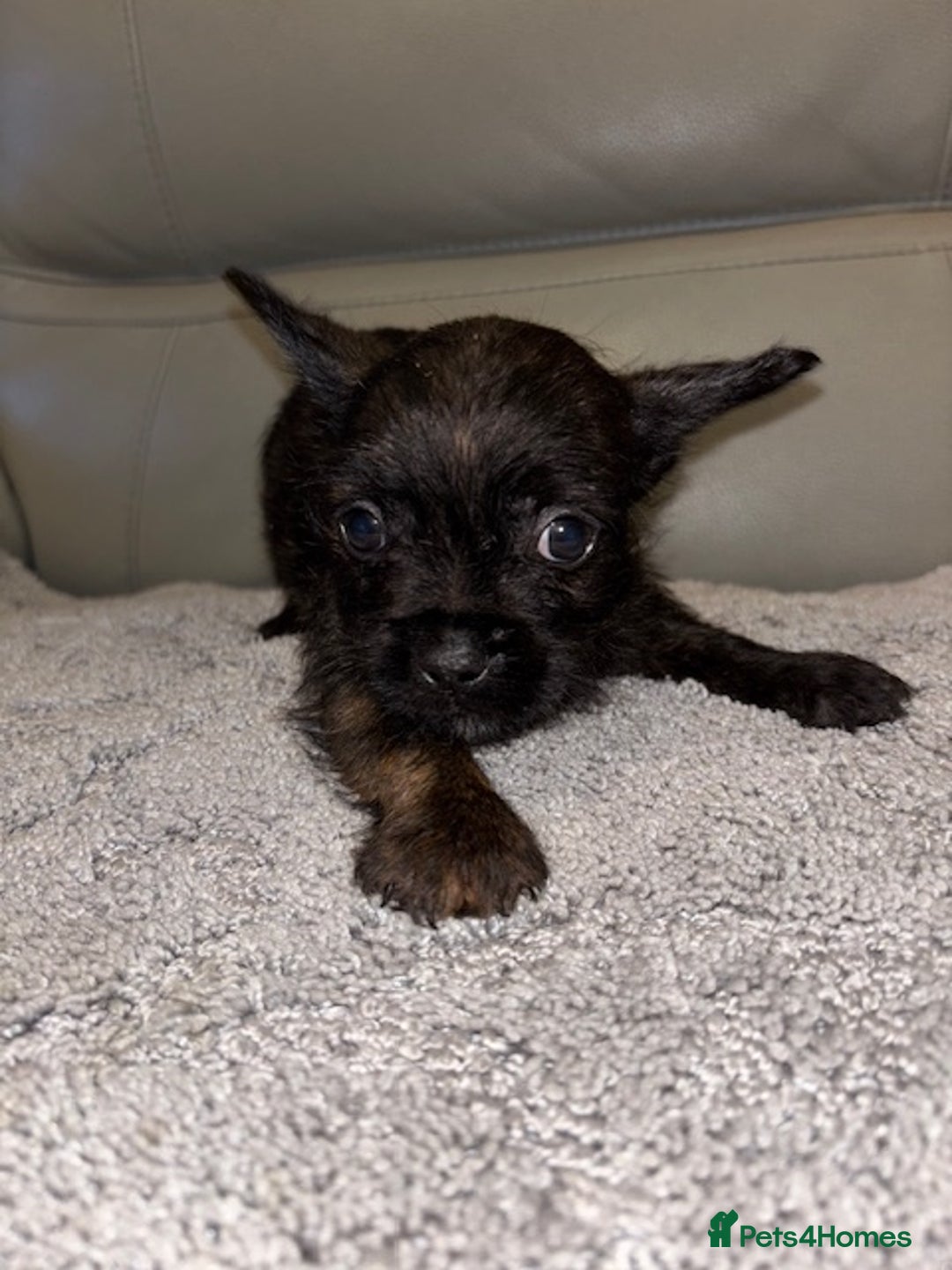 Mixed Breed dogs for sale: Rare Frenchie and Yorkie Mix litter - Image 19