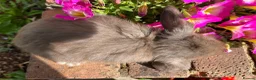Mini Lop rabbits for sale: 6 mini lop babies RTL 10th September - Advert 25