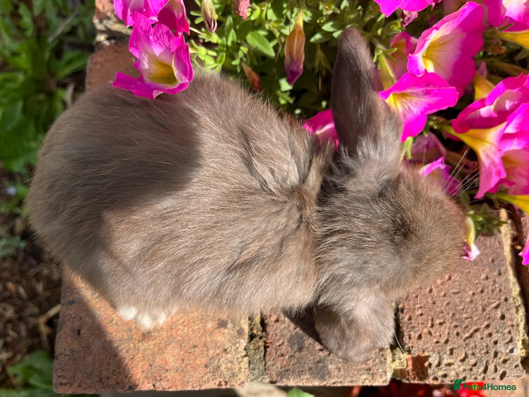 Mini Lop rabbits for sale: 6 mini lop babies RTL 10th September - Advert 25
