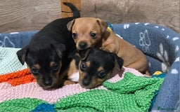 Jack Russell dogs for sale: Beautiful Jack Russell Terrier Puppies - Image 1