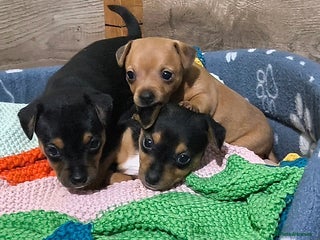 Jack Russell dogs - Advert 8