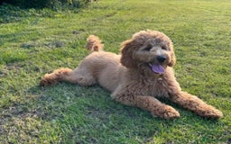 Labradoodle dogs for sale: F1b Miniature Labradoodles  - Image 20