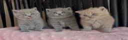 British Shorthair cats for sale: Beautiful Pedigree BSH kittens for sale  - Advert 27