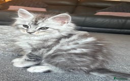 Maine Coon cats for sale: Stunning Maine coon kittens - Image 12