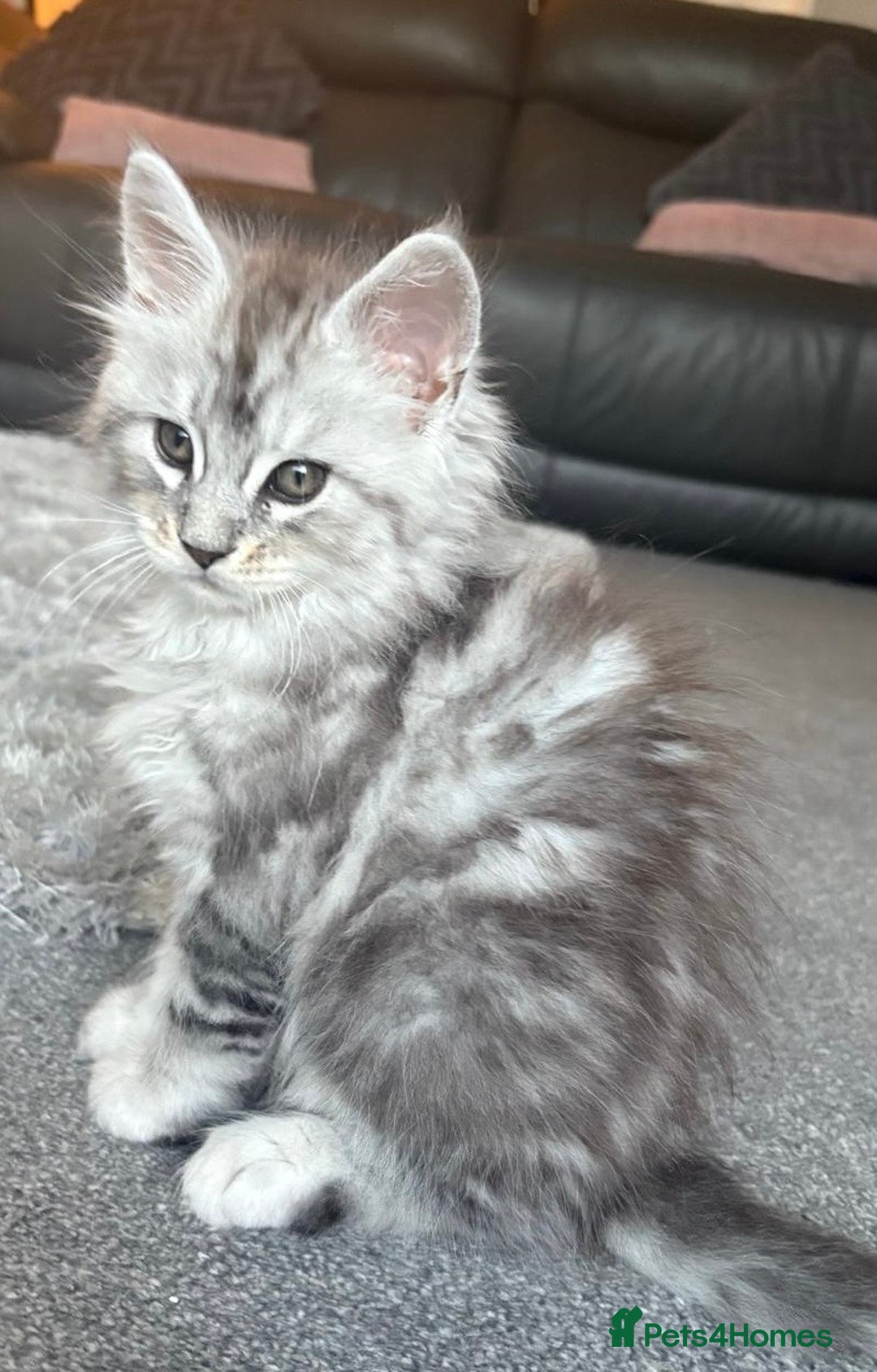Maine Coon cats for sale: Stunning Maine coon kittens - Image 12
