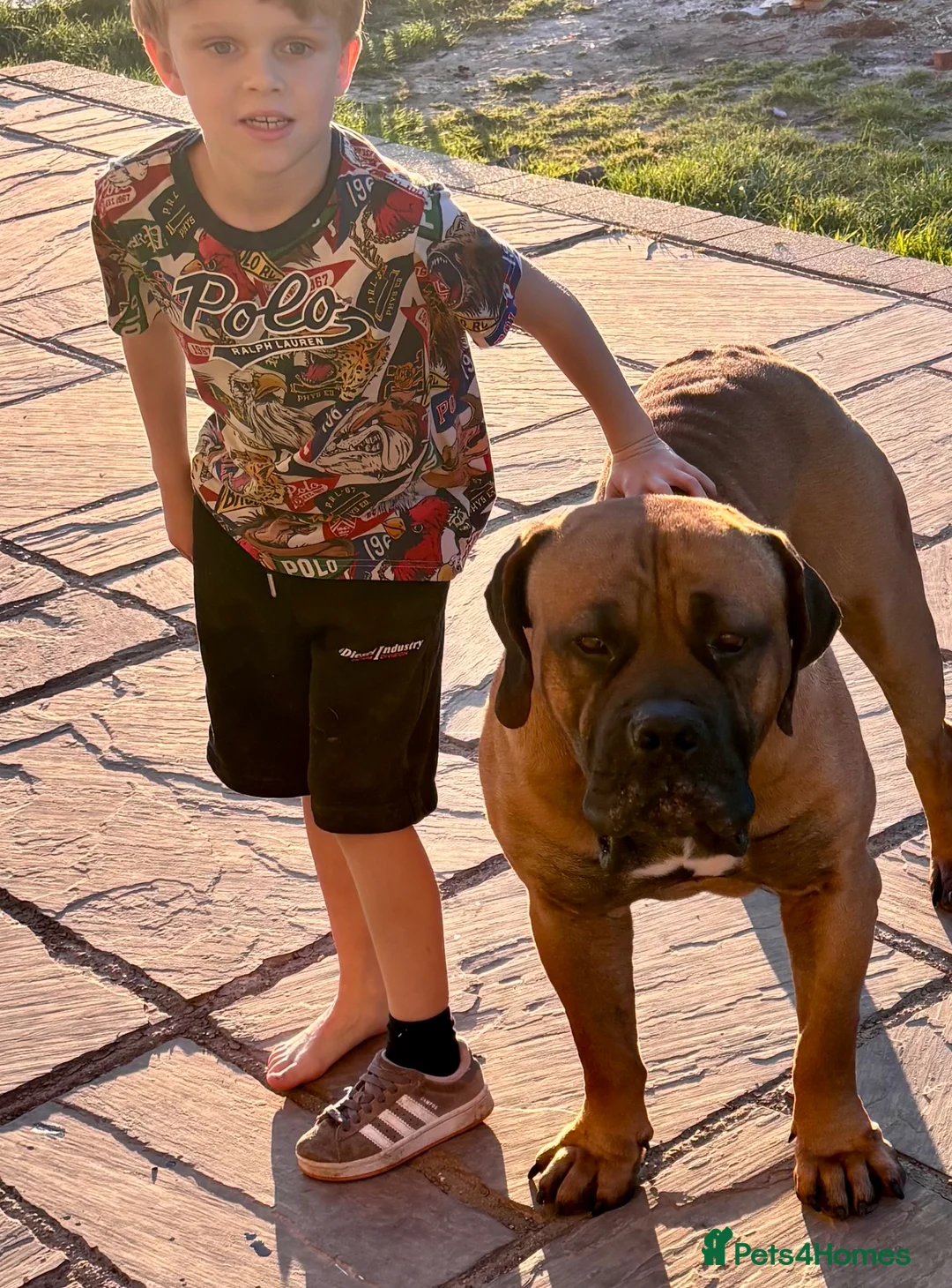 Mastiff dogs for sale: South African boerboel  - Advert 3