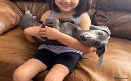 Miniature Dachshund dogs for sale: Lovely dog needs a new home - Image 1