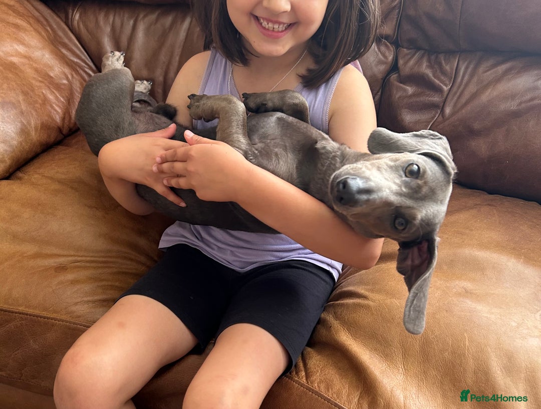 Miniature Dachshund dogs for sale: Lovely dog needs a new home - Image 1