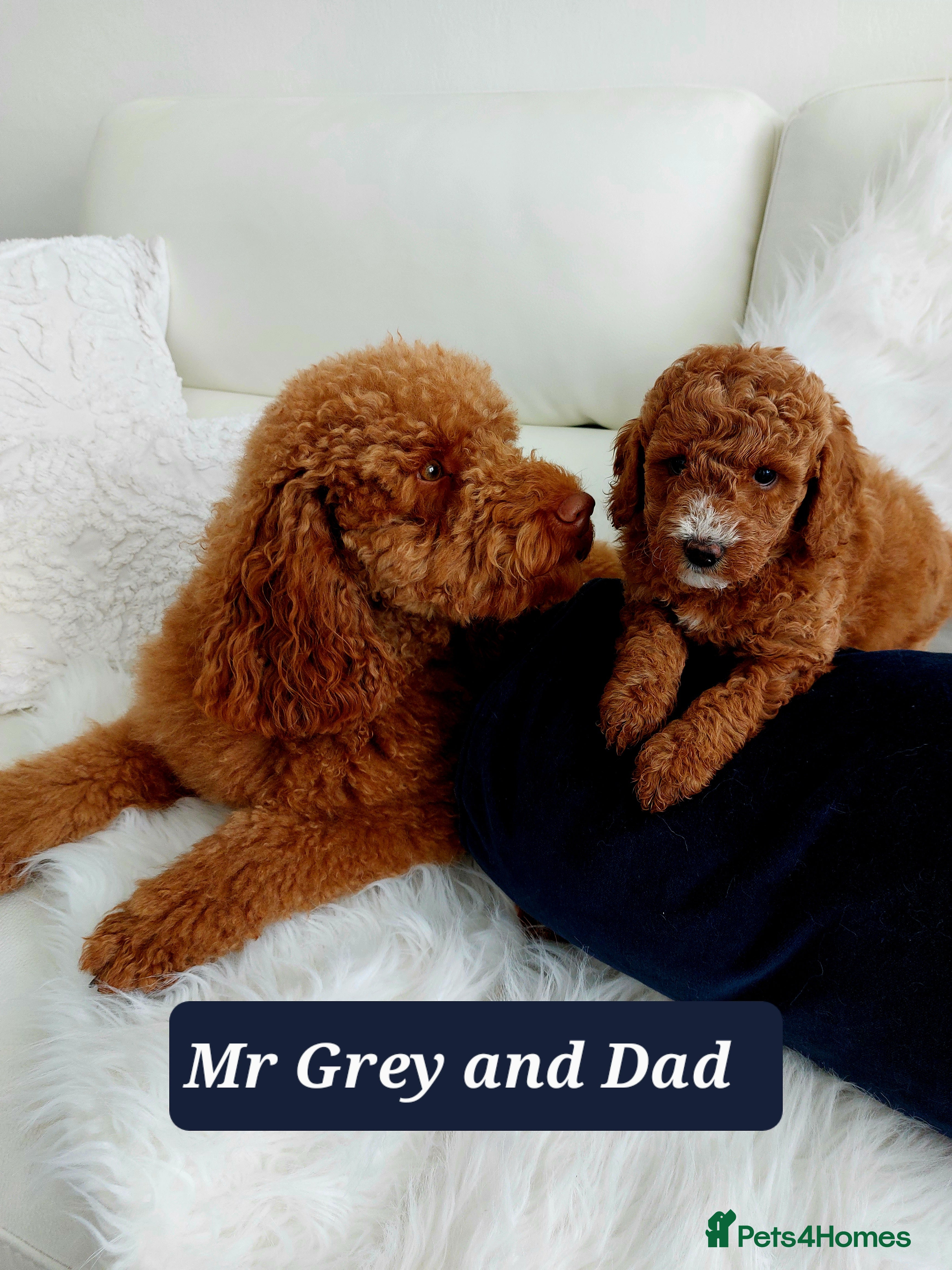 Miniature Poodle dogs Red Miniature Poodle for STUD - Advert 1